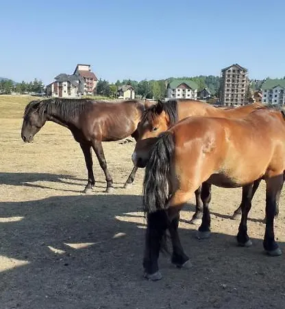 Komlenac-zlatibor *