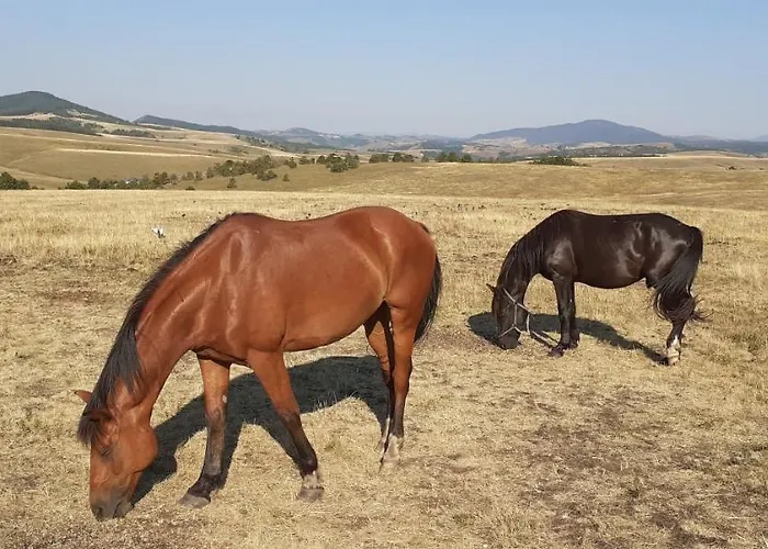 Komlenac-zlatibor * Zlatibor