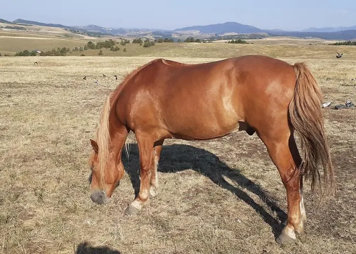 Appartement Komlenac-zlatibor